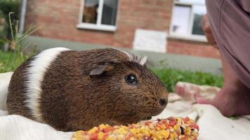 An adorable and cute guinea pig is happily enjoying a delightful snack outside in nature video