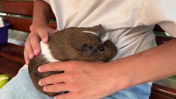 A Young Person is Snuggling a Cozy Guinea Pig in a Relaxed and Casual Setting Outside video