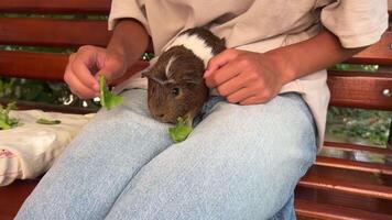 A Guinea Pig Happily Enjoying Fresh Greens and Vegetables Resting on a Humans Lap video