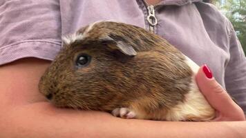 An adorable and cheerful Guinea Pig is snuggling warmly in the arms of a loving child video