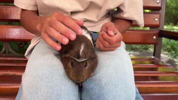 A cuddly guinea pig rests on a persons lap in a serene and picturesque park setting video