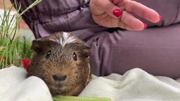 An Adorable Guinea Pig with a Playful Gesture Captured in a Cozy and Inviting Setting video