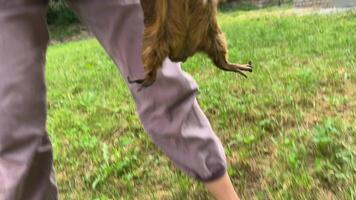 ein spielerisch und bezaubernd Guinea Schwein freudig herumtollen im ein üppig und Grün Rahmen video