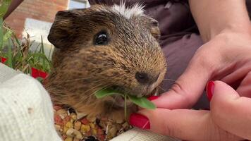 An Adorable and Cute Guinea Pig Happily Enjoying Fresh Greens Surrounded by a Lush Green Setting video