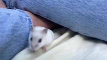 A playful and joyful white hamster is having a fantastic time on a cozy, warm blanket video