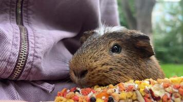 A Cute and Adorable Guinea Pig Happily Enjoying a Colorful Meal Surrounded by Nature video