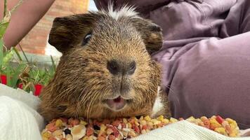 An Adorable Guinea Pig Delightfully Enjoying Tasty Treats in a Cozy, Comfortable Setting video