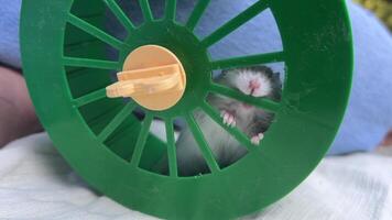 The Playful Hamster is joyfully running in a Green Wheel, showcasing adorable activity video