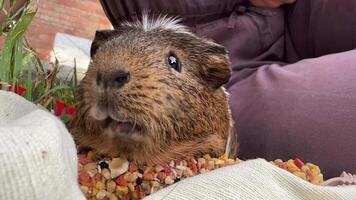 An Adorable Guinea Pig Happily Surrounded by an Abundance of Delicious Food Choices video