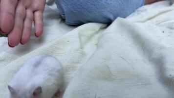 Engaging in a careful and cautious interaction with a tiny, adorable white hamster is delightful video