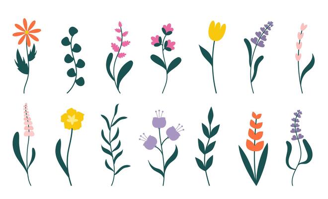 Flower collection in simple elegant modern hand drown style. Colorful cute spring flowers set isolated on white. Floral botanical illustration, natural blossom, blooming.