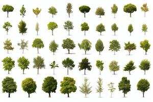 A collection of various types of trees, all rendered in a realistic style. The trees are all different heights and widths, and have different types of leaves. photo