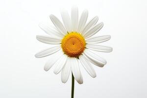 Generate an image of a white daisy in full bloom against a white background photo