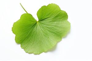A photograph of a single Ginko Biloba leaf, with the veins clearly visible photo