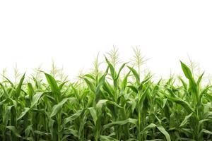 Corn field captured as a single object in DiCut style, showcased against a white background, with all watermarks, logos, letters, and shadows removed for clarity photo