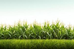 Corn field captured as a single object in DiCut style, showcased against a white background, with all watermarks, logos, letters, and shadows removed for clarity photo