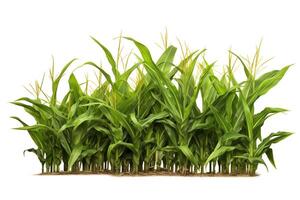 Single section of a corn field depicted in highresolution, DiCut style, isolated on a white background, with no watermarks, logos, letters, or shadows photo