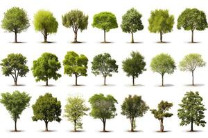 A collection of various types of trees, all rendered in a realistic style. The trees are all different heights and widths, and have different types of leaves. photo