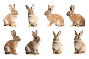 A collection of eight adorable bunnies, each with their own unique pose and expression. These bunnies are sure to bring a smile to your face. photo