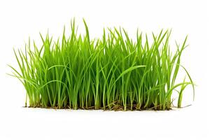Green grass captured as a single object in DiCut style, showcased against a white background, with all watermarks, logos, letters, and shadows removed for clarity photo