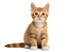 Playful kitten with a mischievous look, patches of ginger and white, isolated on a white background, in for creative uses. photo