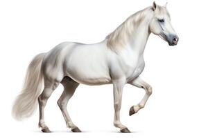 A beautiful white horse with a long flowing mane and tail is standing sideways, looking at the viewer photo