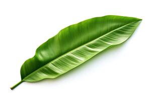 Banana leaf captured as a single object in DiCut style, showcased against a white background, with all watermarks, logos, letters, and shadows removed for clarity photo