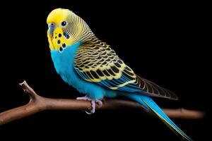 A beautiful blue and yellow budgie perched on a branch. The bird is looking at the camera with its head cocked to one side. The background is black. photo