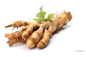 A close-up image of a fresh wasabi root on a white background photo