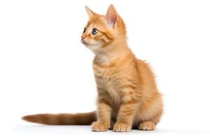 Fluffy orange tabby kitten sitting, looking curiously to the side, isolated on a white background, format for pet projects. photo