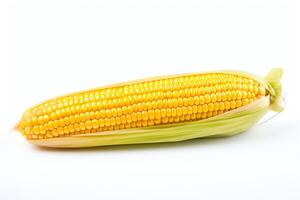 A single ear of corn, still in its husk, isolated on a white background. photo