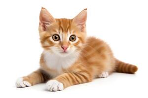 Playful kitten with a mischievous look, patches of ginger and white, isolated on a white background, in for creative uses. photo