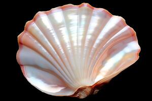 Generate a high-resolution image of a pearl oyster shell photo
