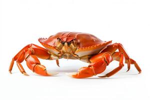 A photo of a red crab on a white background.