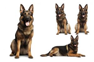 A collage of four studio portraits of a German Shepherd dog against a white background. The dog is sitting, lying down, and sitting in different poses. photo