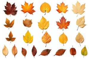 A collection of autumn leaves in various colors, including red, orange, yellow, and brown. The leaves are all different shapes and sizes. photo