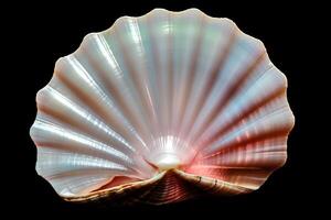 Generate a professional still life photograph of a single seashell against a black background photo
