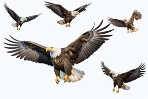 A bald eagle soars through the sky, its wings outstretched and its feathers gleaming in the sun photo