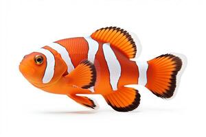 Clownfish are small, colorful fish that live in a symbiotic relationship with sea anemones photo