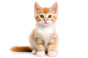 Playful kitten with a mischievous look, patches of ginger and white, isolated on a white background, in for creative uses. photo