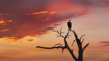An eagle is perched on a dead tree branch against a backdrop of a setting sun photo