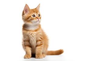 Fluffy orange tabby kitten sitting, looking curiously to the side, isolated on a white background, format for pet projects. photo
