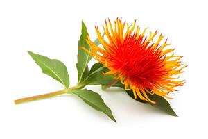 Generate an image of a single safflower, in full bloom, against a white background. The image should be well-lit and in focus. The safflower should be the only object in the image. photo
