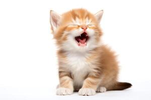 Adorable kitten yawning, small and fuzzy, caught in a cute moment, isolated on a white background, highresolution . photo