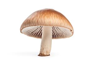 A photo of a single brown mushroom on a white background