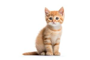 Fluffy orange tabby kitten sitting, looking curiously to the side, isolated on a white background, format for pet projects. photo