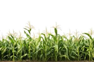 Corn field captured as a single object in DiCut style, showcased against a white background, with all watermarks, logos, letters, and shadows removed for clarity photo