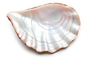 An iridescent seashell with a smooth, glossy surface. photo