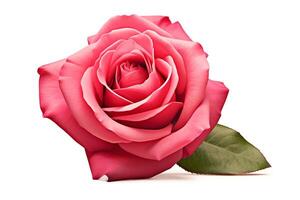Create a photorealistic image of a single pink rose in full bloom against a white background photo