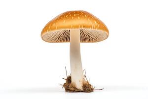 Photo of a single brown mushroom with a white stem and gills. The mushroom is viewed from below and is isolated on a white background.